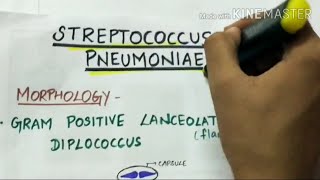 STEREPTOCOCCUS PNEUMONIAE  microbiology handwritten notes [upl. by Lebasiram]