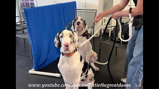 Twin Harlequin Great Danes Are Puppy Scooby School Class Clowns [upl. by Remmus]