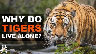 Why do Tigers Live Alone [upl. by Aubry]