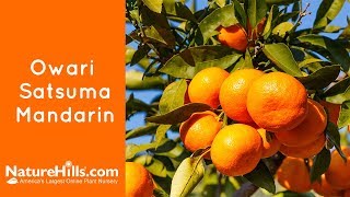 How to Grow Dancy Mandarin Tangerines [upl. by Laure]