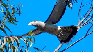 Channelbilled Cuckoo  Big bird big voice [upl. by Sallyanne]