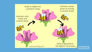 Plant Reproduction  Year 3 Topic [upl. by Ware175]