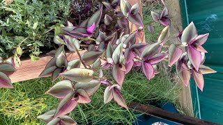 Repotting tradescantia zebrina [upl. by Madid]