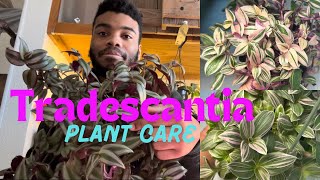 TRADESCANTIA Plant relatives Care Tips [upl. by Itsur]