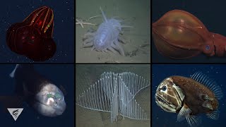 Creature feature Some of MBARIs most iconic deepsea critters [upl. by Bj]