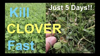 How to KILL CLOVER in your LAWN [upl. by Nyltyak]