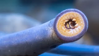 The Pacific lamprey your ancient neighbor [upl. by Ayatan684]