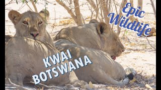 Botswana Adventure Episode 3 Maun and Kwai [upl. by Rogovy]