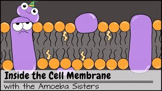 Inside the Cell Membrane [upl. by Joaquin]