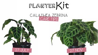 PLANTER KIT  Calathea Zebrina Care Tips and Growth [upl. by Caswell]