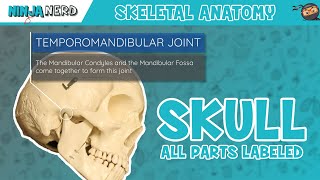 Skull Anatomy  With Labels Updated Version [upl. by Aruol890]