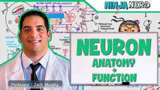 Neurology  Neuron Anatomy amp Function [upl. by Deaner]