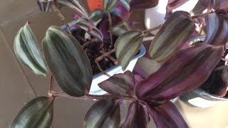 How to Propagate Tradescantia Zebrina  Purple Variety [upl. by Tillman]