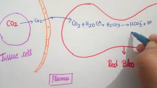 Chloride Shift  Respiration  11th CBSE  NEET  KVPY  NSEB [upl. by Zabrine85]