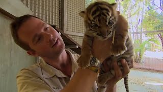 What Happens When Tigers Meet Humans  BBC Earth [upl. by Yreffeg]