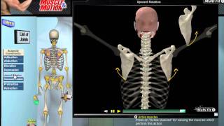 How Scapular Movement Works 3D Anatomy amp Diagrams [upl. by Xam420]