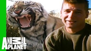 Tigers Make Their First Kill And Prepare For Life In Africa  Living With Tigers [upl. by Ahsiruam804]