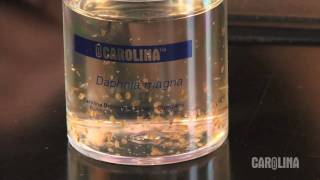 How to Care for Daphnia [upl. by Nasah]