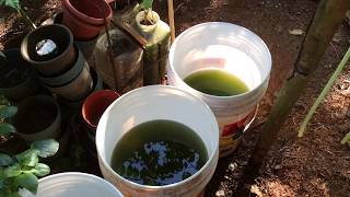 How to grow Green Water Algae [upl. by Attennhoj278]