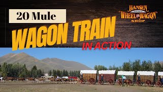 20 Mule Wagon Train in Action  Historic Ore Wagons that Hansen Wheel amp Wagon Shop Helps to Maintain [upl. by Fairweather]