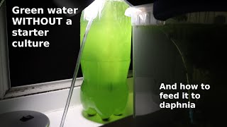 Green Water WITHOUT a Starter Culture  From Scratch  How To [upl. by Aurelea96]