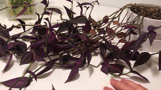 Tradescantia Zebrina Water Propagation [upl. by Kcirret]