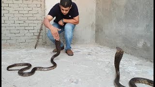 أهم وأخطر وثائقى عن أفاعى الكوبرا المصرية  Naja haje Egyptian Cobra مع احمد الدكرونى [upl. by Weikert87]