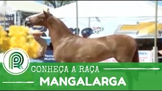 Cavalos conheça a raça mangalarga [upl. by Bengt16]