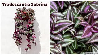 Tradescantia Zebrina Care Guide [upl. by Ydnew]