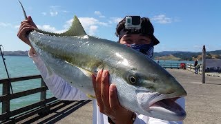 NZ Basic Fishing  Wharf Fishing  Catching fish with Livebait [upl. by Klute]