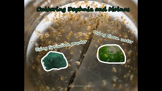 How To Culture Daphnia and Moinas using Green Water Spirulina powder [upl. by Ahsirk]