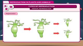 Reproduction class8 [upl. by Balf]