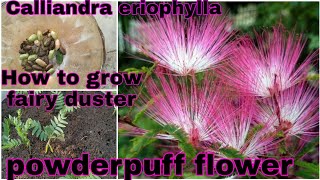 How to grow fairy duster flower plant from seed powderpuff flowerCalliandra eriophylla [upl. by Adnohsed802]