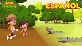 El Cocodrilo Marino Español  Leo El Explorador Episodio  Animación  Familia  Niños [upl. by Shalom]