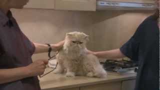 Persian Cat Grooming With The Pet Maven [upl. by Chipman]