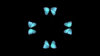 Butterfly Hologram Video HD [upl. by Willette]