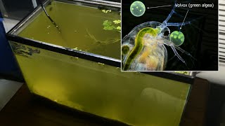 Raising Daphnia for the Freshwater Aquarium [upl. by Ttirrem]