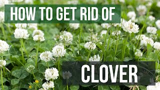 How to Get Rid of Clover 4 Easy Steps [upl. by Kenn]