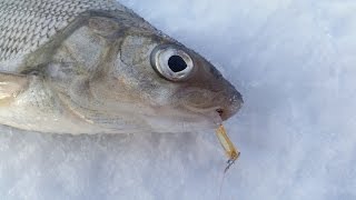 Gull Lake Alberta Ice Fishing Whitefish Perch Pike and Walleye [upl. by Fong]