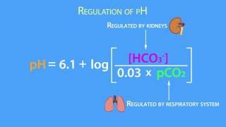 AcidBase Regulation Henderson Hasselbach Equation [upl. by Dagna]