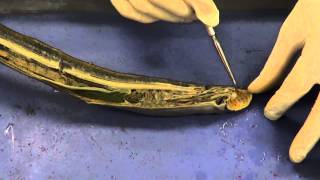 Lamprey Dissection 1 [upl. by Lennaj]