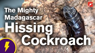 The Mighty Madagascar Hissing Cockroach [upl. by Eiznikcm]