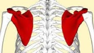 La scapula lomoplate [upl. by Llerol]