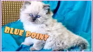 Blue point HimalayanPersian kitten 8 weeks old [upl. by Ayinat]