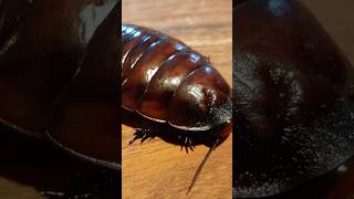 A Quick Guide to Getting Rid of German Cockroaches Indoor Kitchen amp BathroomInfesting Roaches [upl. by Kandy]