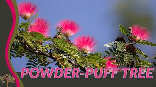 Discovering the Beautiful POWDER PUFF PLANT Calliandra haematocephylla [upl. by Vincelette]