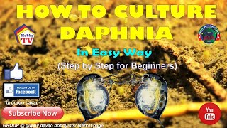 HOW TO CULTURE DAPHNIA In Easy Way [upl. by Faso]