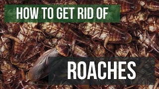 How To Get Rid of Cockroaches Guaranteed 4 Easy Steps [upl. by Bach]