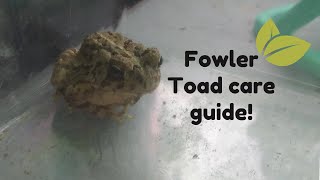 Fowlers Toad Care Guide  Toads 101 [upl. by Files322]