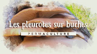 Comment faire sa culture de pleurotes sur bûches kitchampignons [upl. by Sclar]